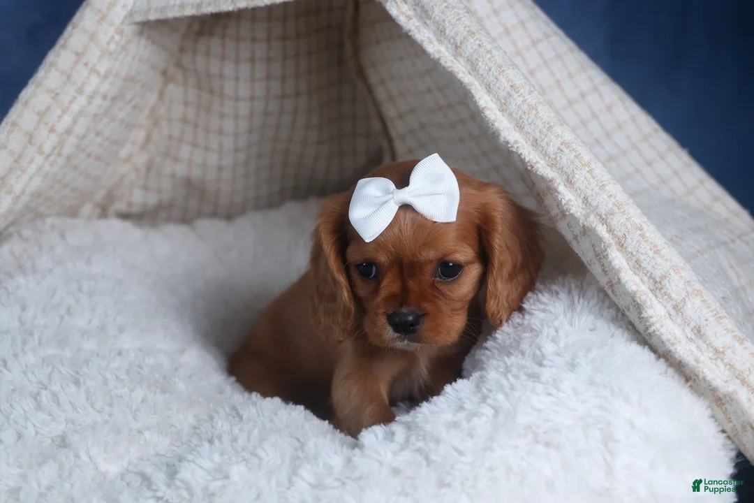 Cavalier King Charles Spaniel dogs for sale: Paisley - Ad 14
