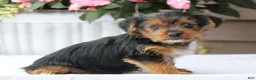 Yorkshire Terrier dogs for sale: Ellie - Ad 4