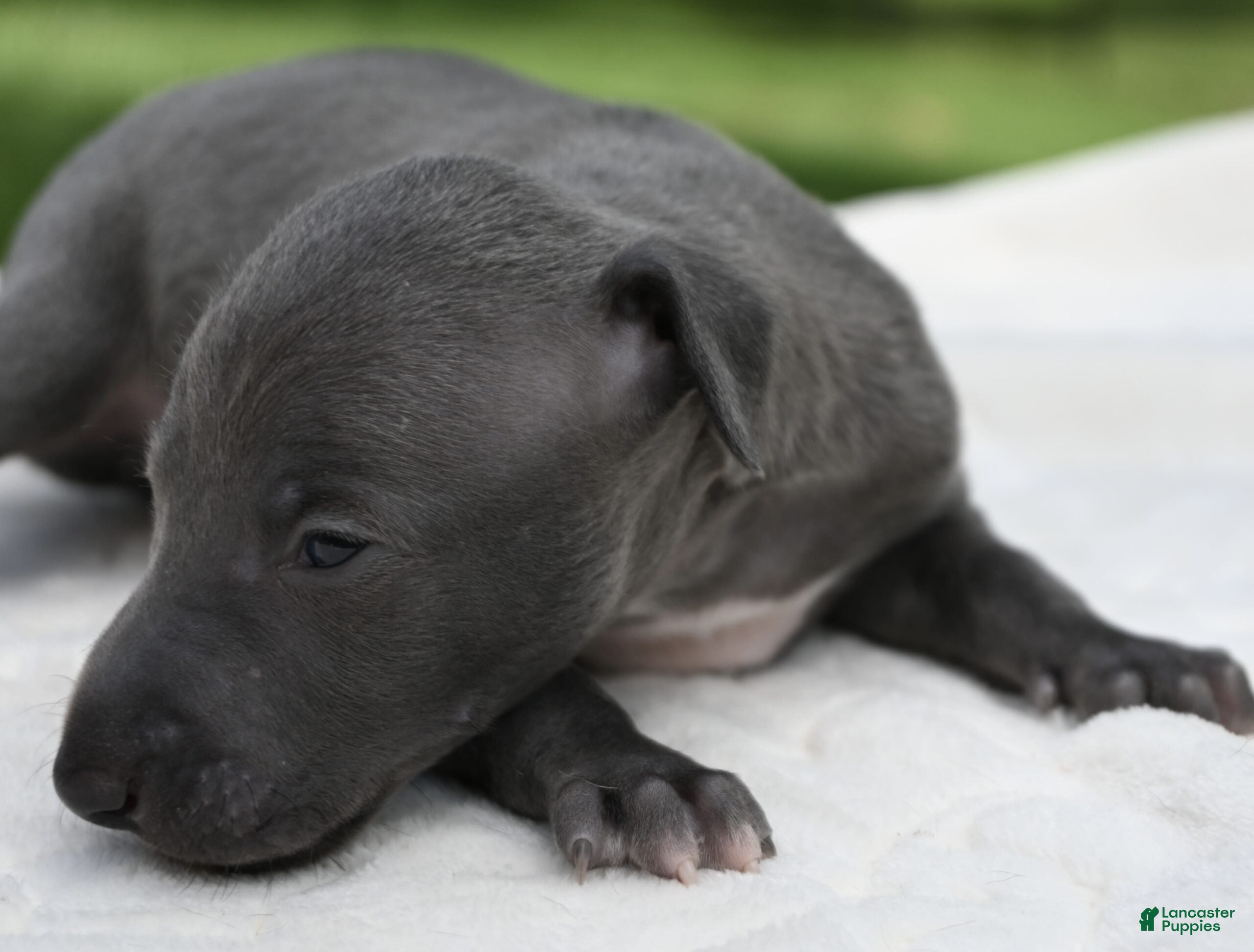 Italian Greyhound dogs Quill - Ad 1