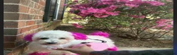 Maltipoo dogs for sale: Maltipoo 2 - Ad 3
