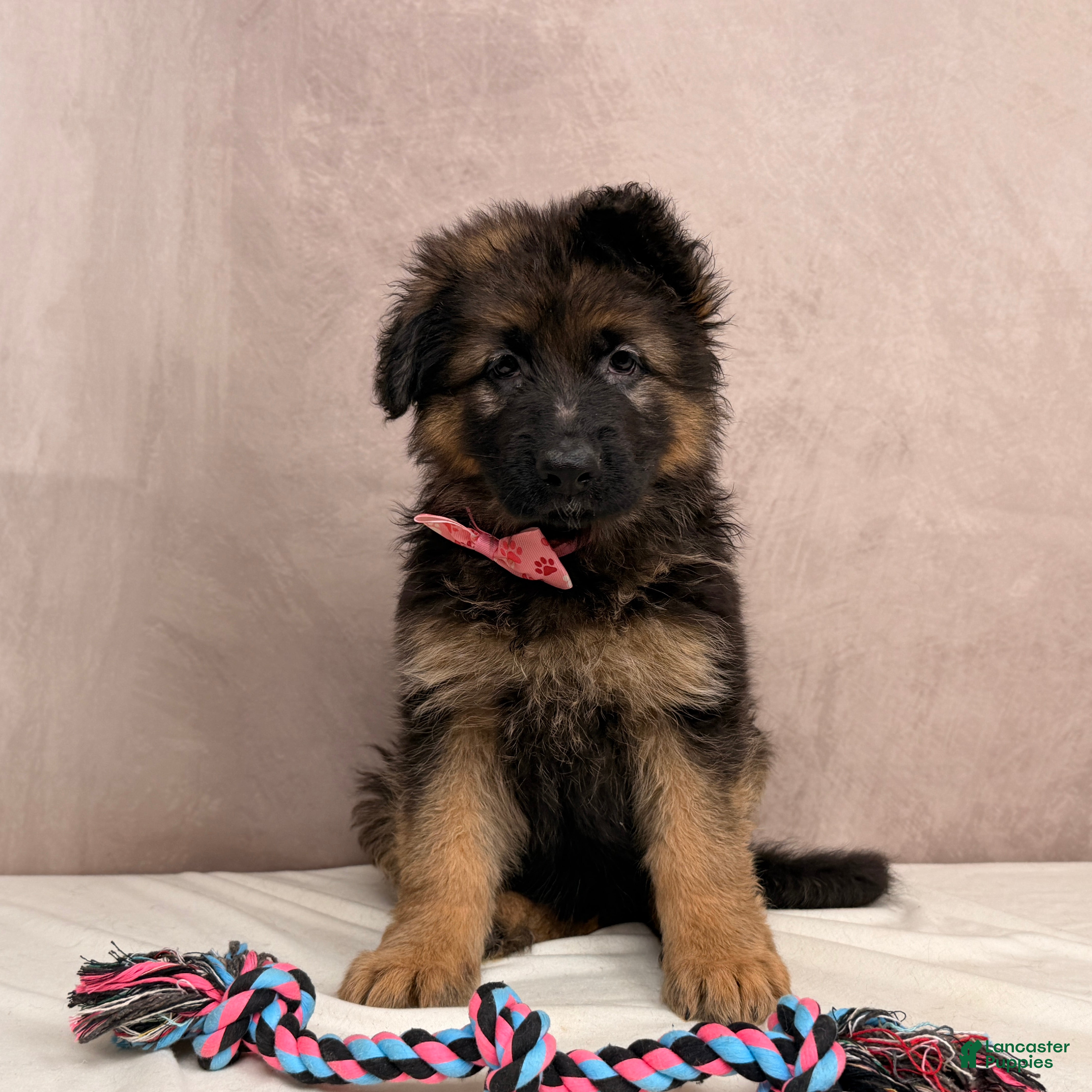 German Shepherd dogs for sale: Oma - Ad 2