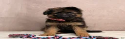 German Shepherd dogs for sale: Oma - Ad 1