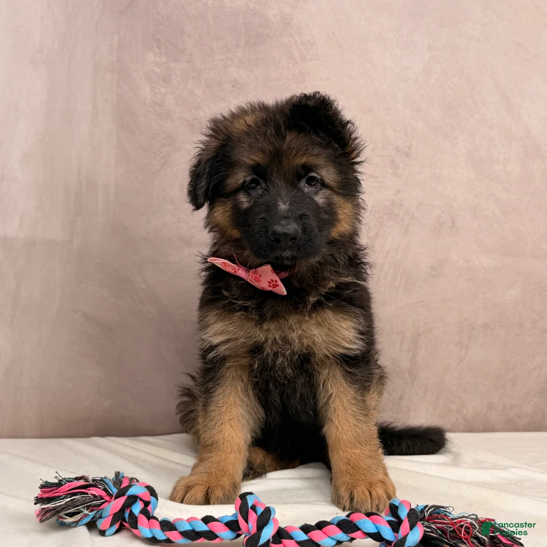 German Shepherd dogs for sale: Oma - Ad 1