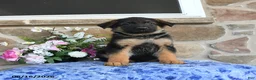 German Shepherd dogs for sale: Simba - Ad 5