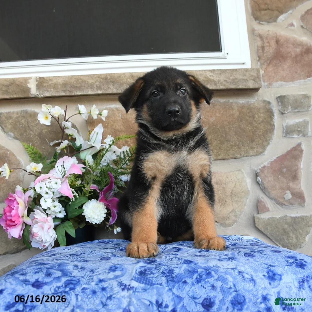 German Shepherd dogs for sale: Simba - Ad 5