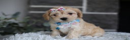 Maltipoo dogs for sale: Millie - Ad 8