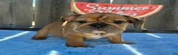 English Bulldog dogs for sale: Lipa - Ad 3
