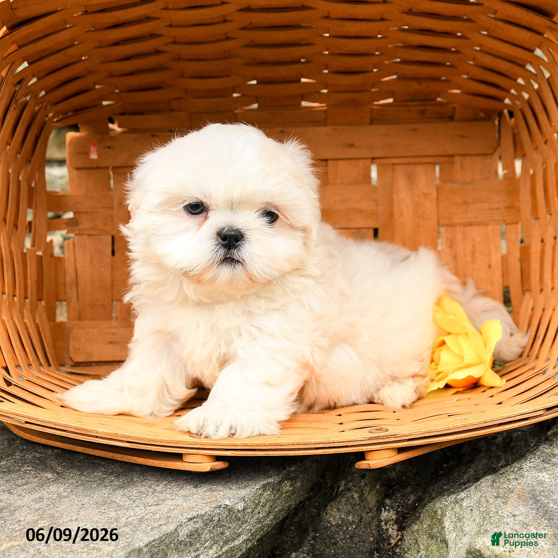 Shih Tzu dogs Lucy - Ad 1