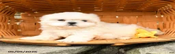 Shih Tzu dogs for sale: Lucy - Ad 1