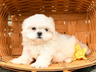 Shih Tzu dogs for sale: Lucy - Ad 4