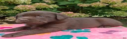 Labrador Retriever dogs for sale: Nash - Ad 13