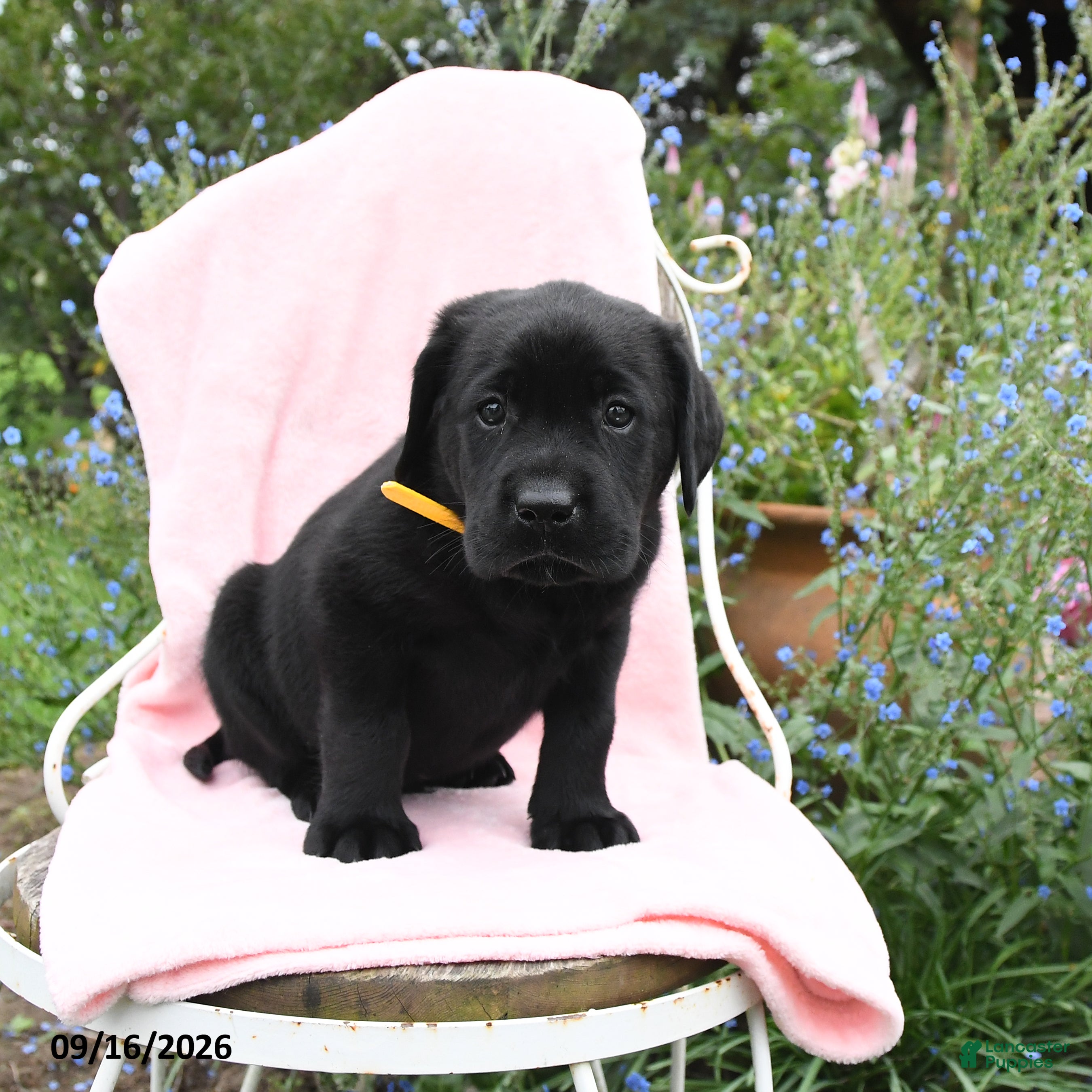 Labrador Retriever dogs Mister - Ad 2