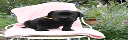 Labrador Retriever dogs for sale: Mister - Ad 2