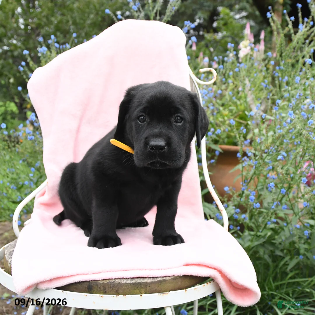 Labrador Retriever dogs for sale: Mister - Ad 2