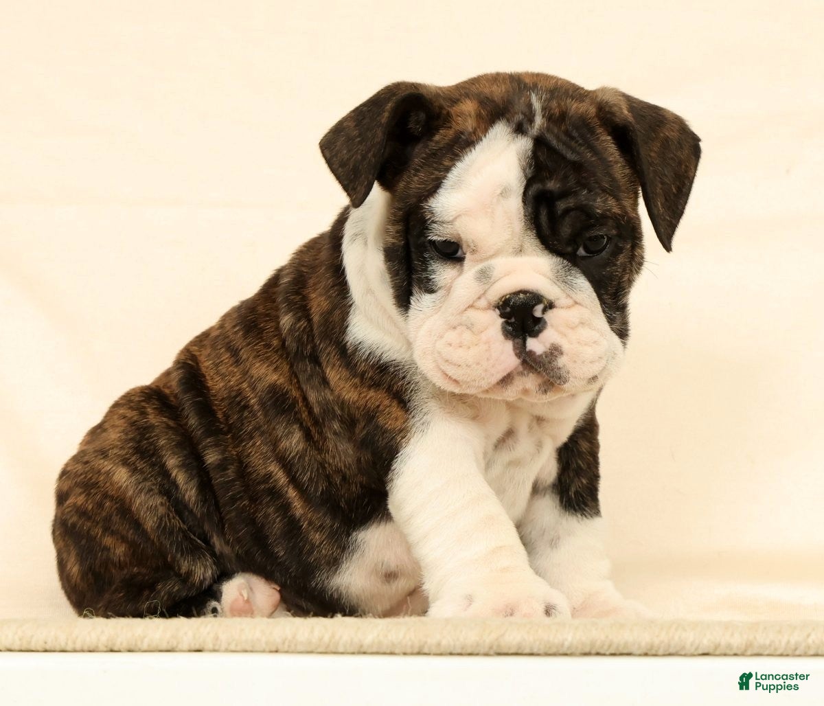 English Bulldog dogs Zayne - Ad 2
