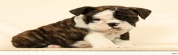 English Bulldog dogs for sale: Zayne - Ad 2