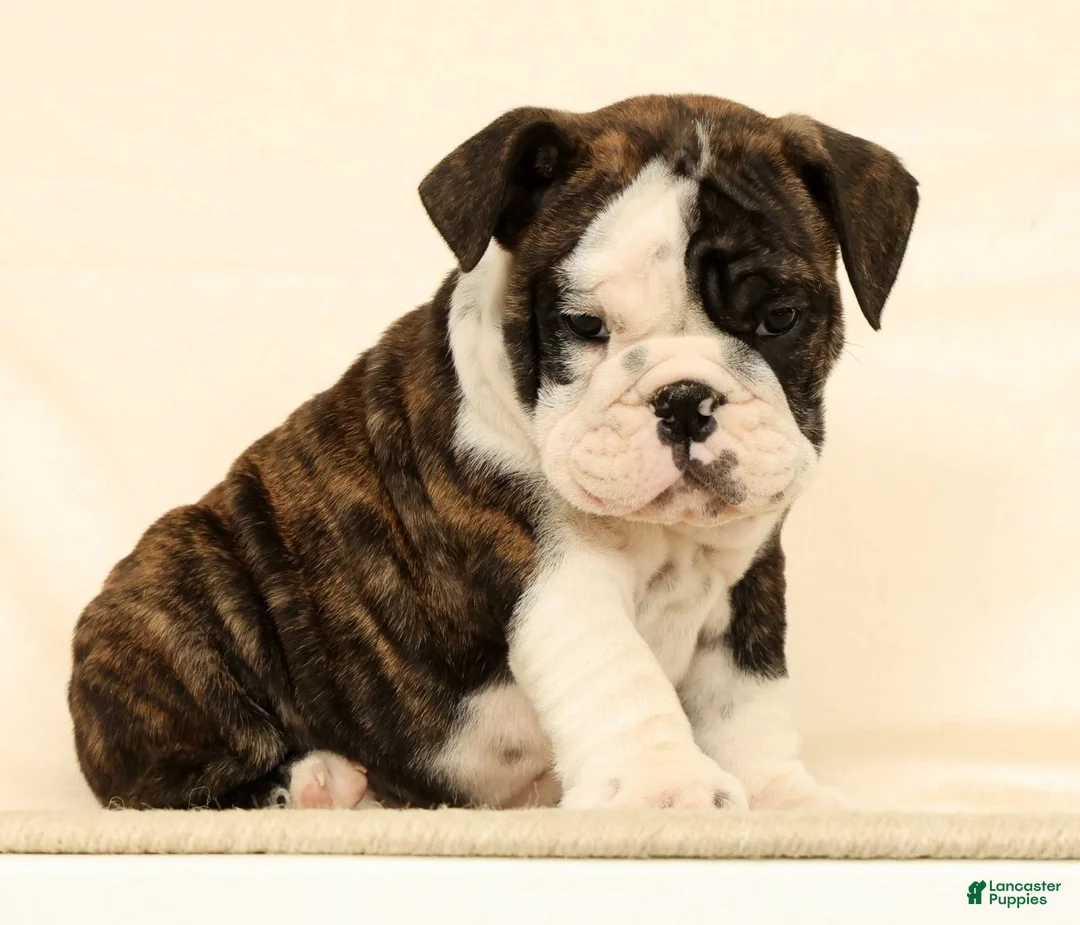 English Bulldog dogs for sale: Zayne - Ad 2