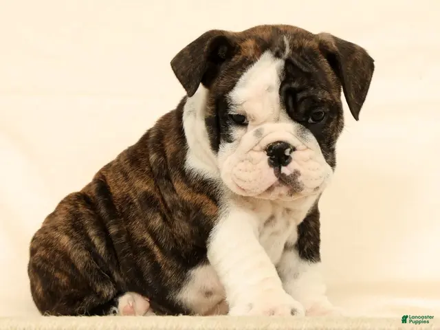English Bulldog dogs for sale: Zayne - Ad 2