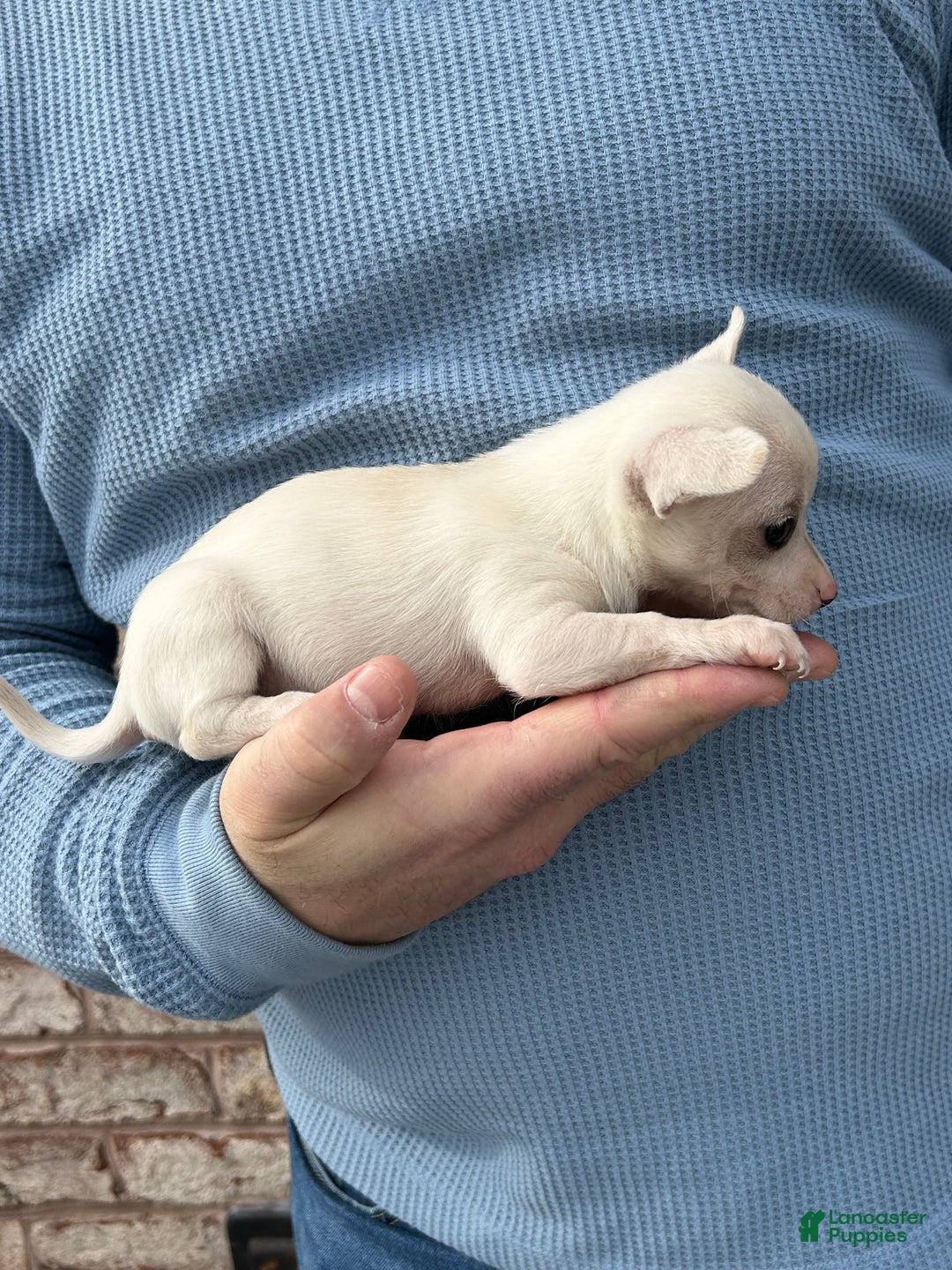 Chihuahua dogs for sale: Pixie - Ad 3