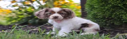 Cocker Spaniel dogs for sale: Blossom - Ad 7