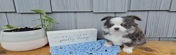 Chihuahua dogs for sale: Oliver - Ad 3