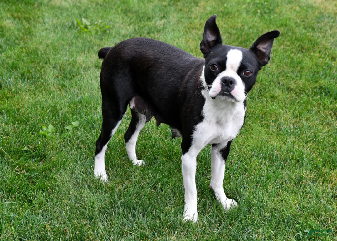 Boston Terrier dogs for sale: Blazer - Ad 4