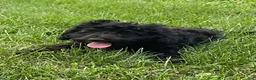 Miniature Poodle dogs for sale: Whit - Ad 3