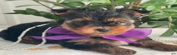 Yorkshire Terrier dogs for sale: Pearl - Ad 9