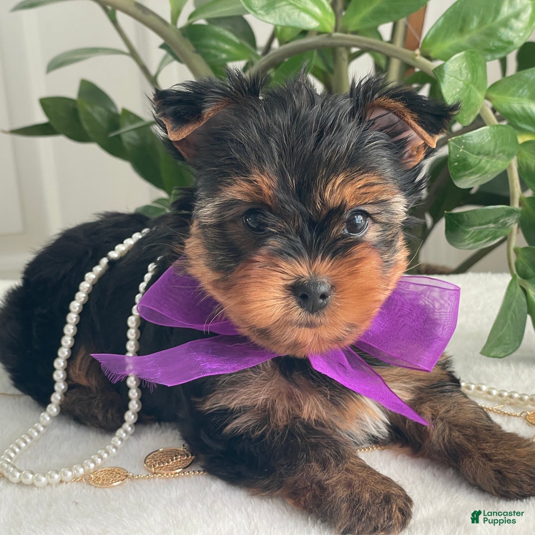 Yorkshire Terrier dogs for sale: Pearl - Ad 9