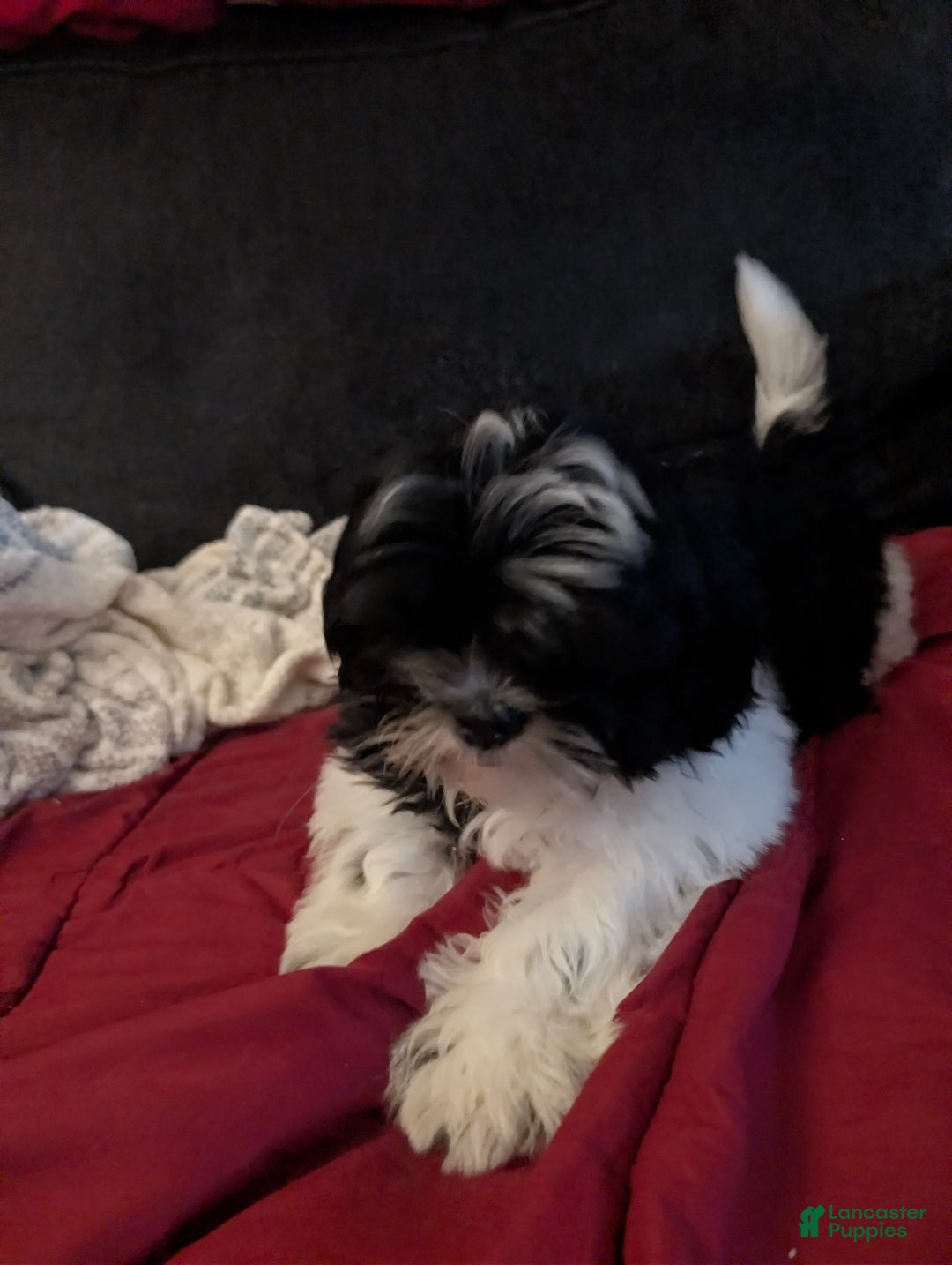 Shih Tzu dogs for sale: Shih Tzu Puppy 1 - Ad 6