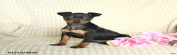 Miniature Pinscher dogs for sale: Beauty - Ad 1