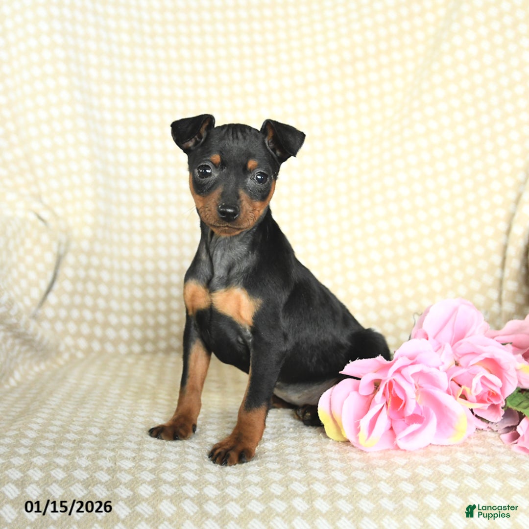 Miniature Pinscher dogs for sale: Beauty - Ad 1