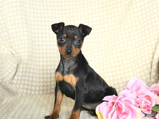 Miniature Pinscher dogs Beauty - Ad 12