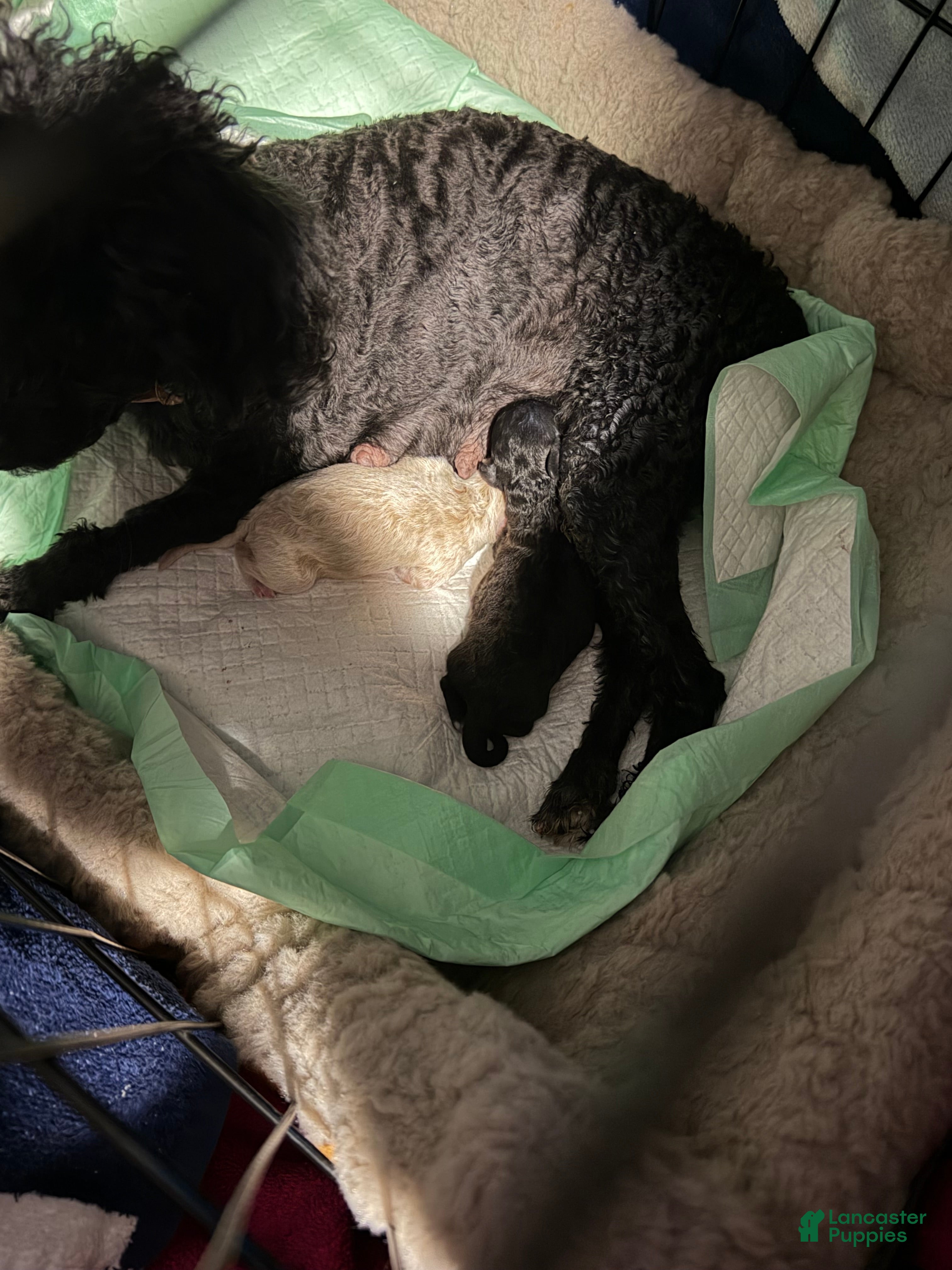Toy Poodle dogs Toy Poodle Black CKC REGISTERED  - Ad 27