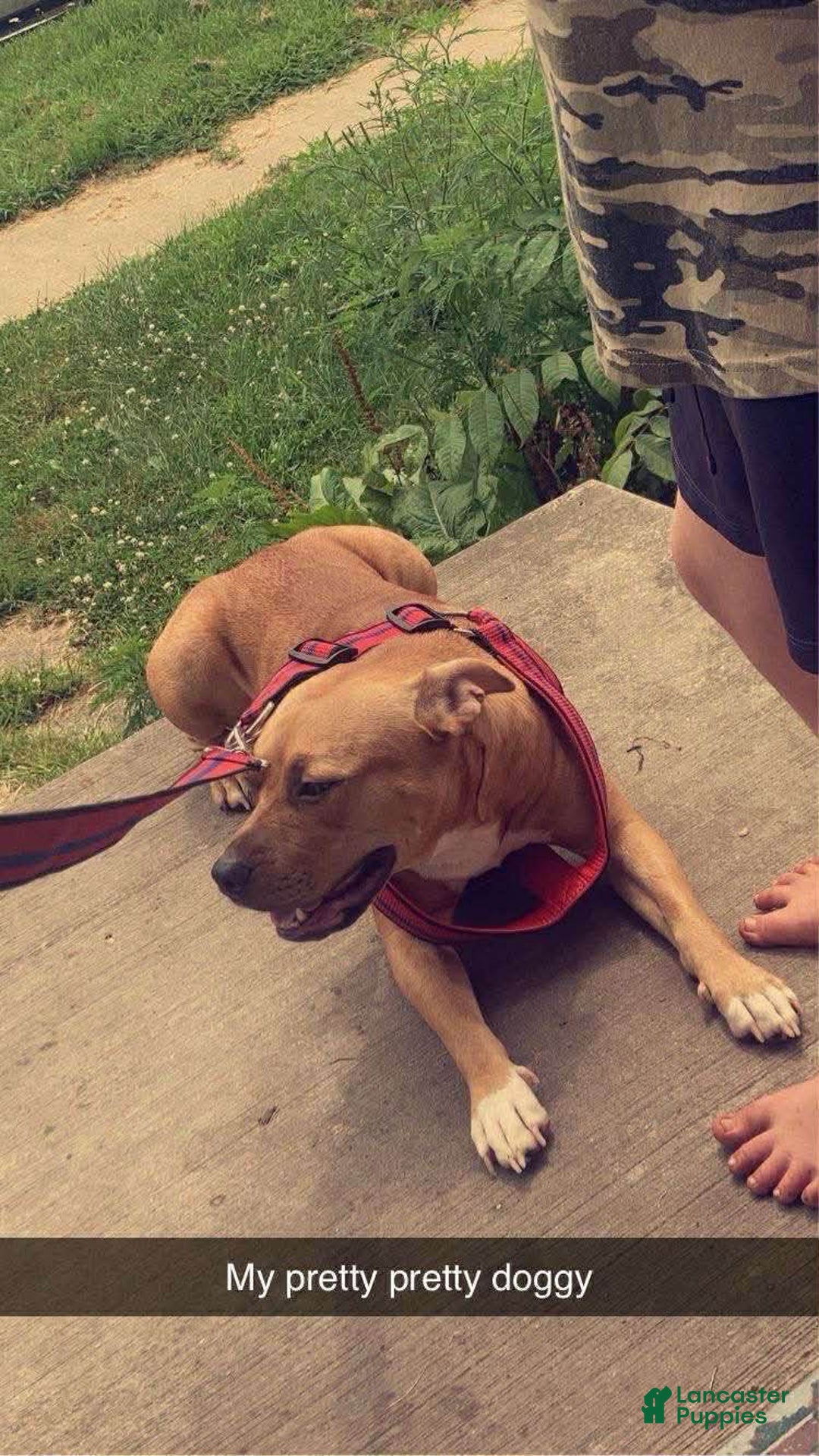 Mixed Breed dogs for sale: Mocha  - Ad 2