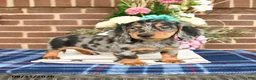 Miniature Dachshund dogs for sale: Leo - Ad 4