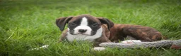 Boxer dogs for sale: Zane - Ad 1