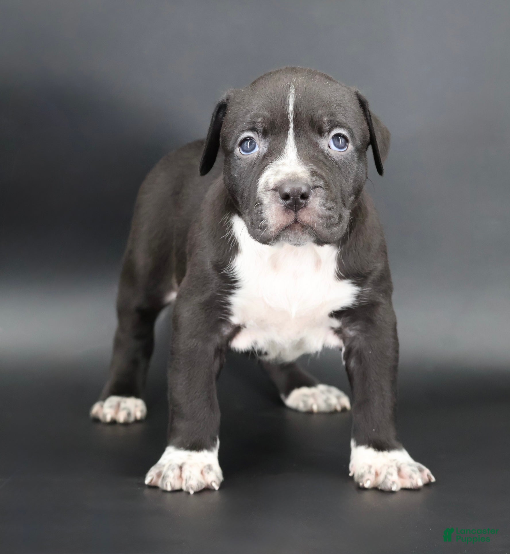 American Bully dogs Harmonoa - XL - ABKC - Ad 1