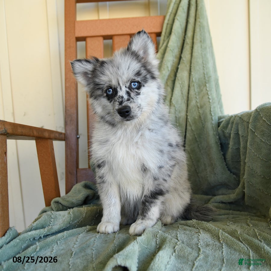 Pomsky dogs Zolton - Ad 1