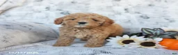 Cavapoo dogs for sale: Pixie - Ad 4