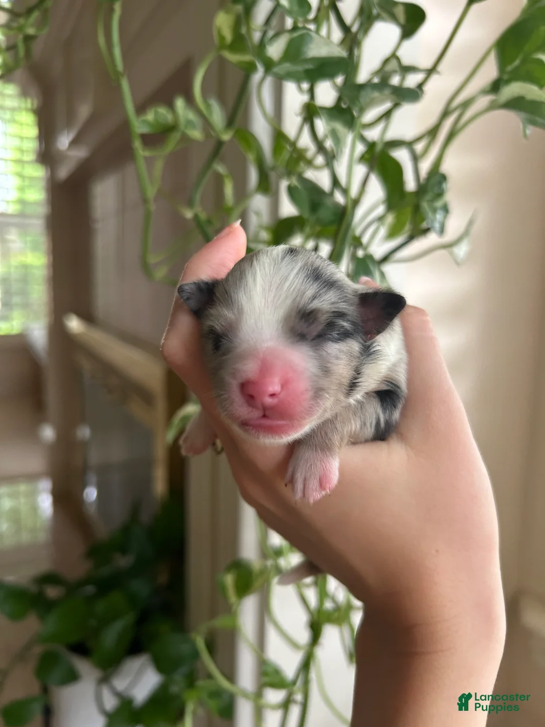 Miniature Australian Shepherd dogs for sale: Willa - Ad 1