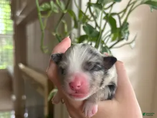 Miniature Australian Shepherd dogs for sale: Willa - Ad 1