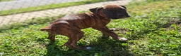 Boxer dogs for sale: Pink - Ad 4