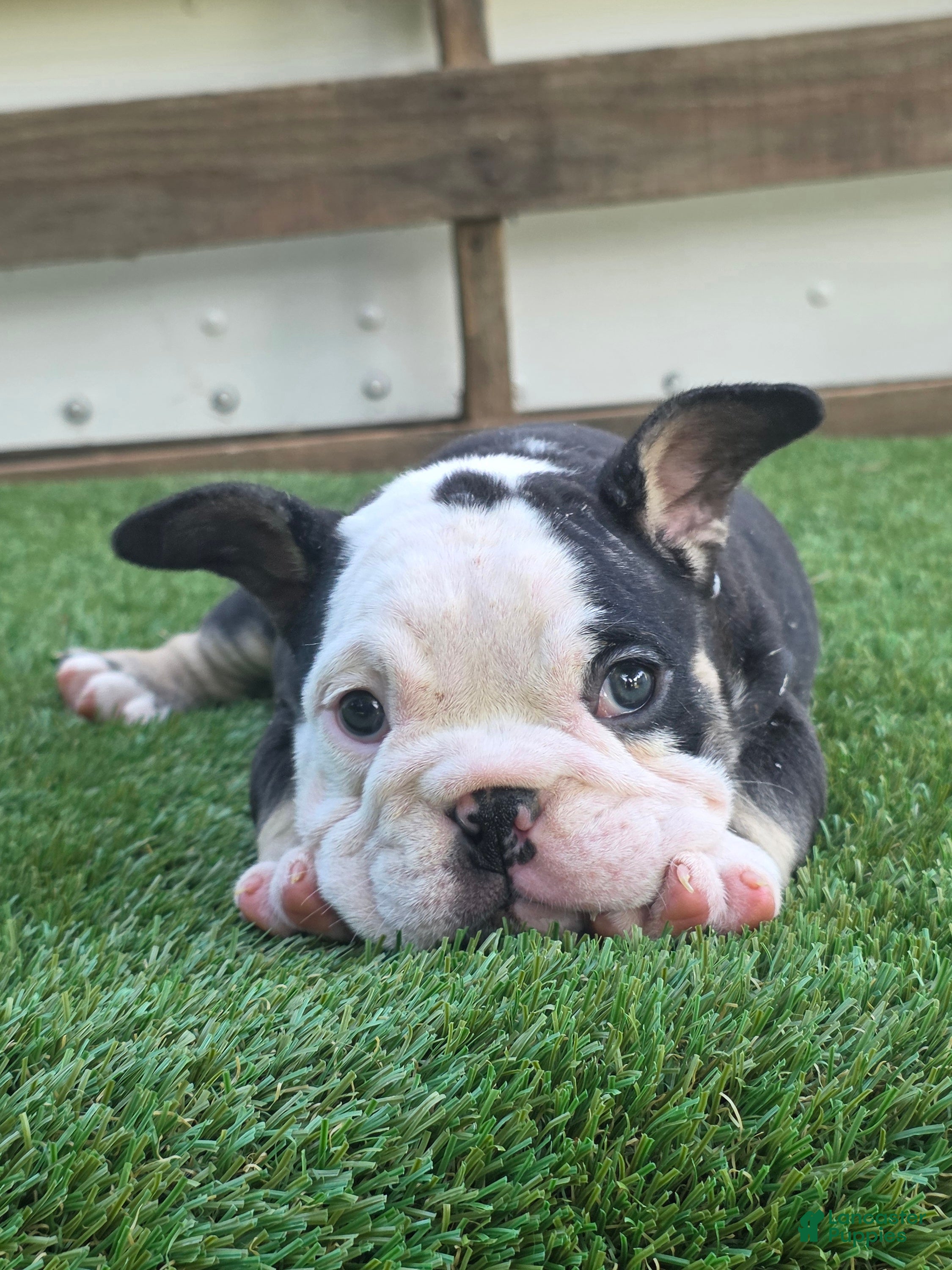 American Bully dogs Panda Girl - Ad 2