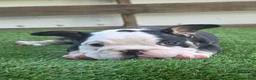 American Bully dogs for sale: Panda Girl - Ad 2