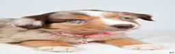 Miniature Australian Shepherd dogs for sale: Floral - Ad 7