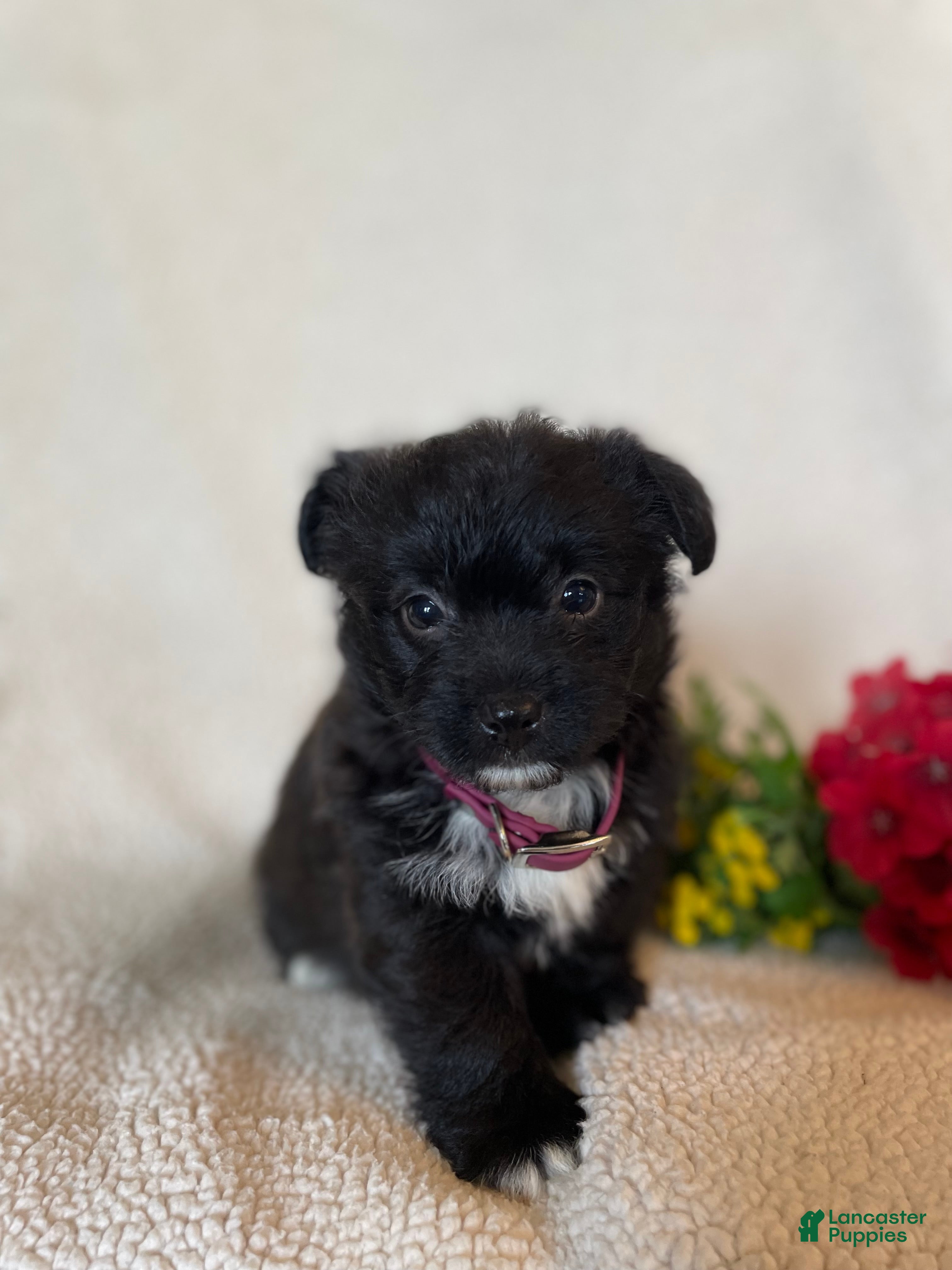 Corgipoo dogs Ginger - Ad 1