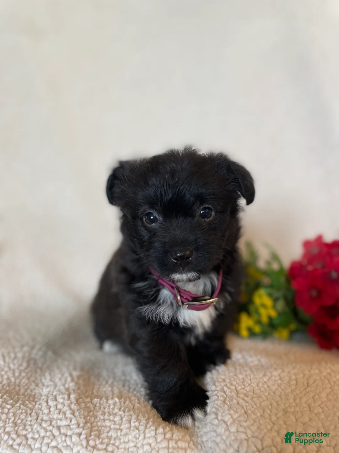Corgipoo dogs for sale: Ginger - Ad 1