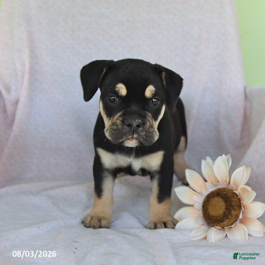 Olde English Bulldogge dogs Gunner - Ad 2