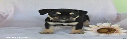 Olde English Bulldogge dogs for sale: Gunner - Ad 2